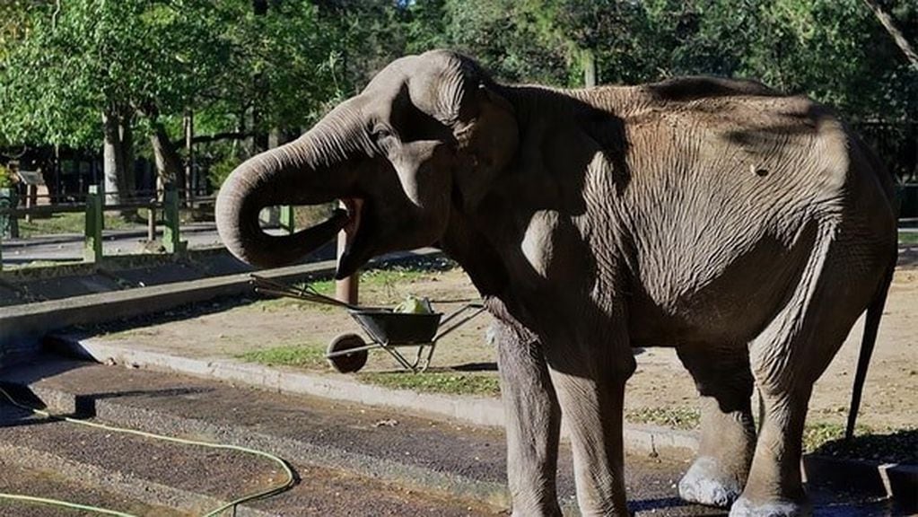 Pelusa, elefante del zoo de La Plata.