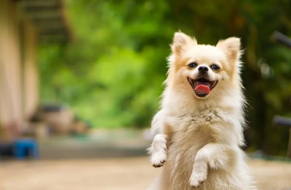 Por qué los perros se ponen tan felices cuando llega su dueño