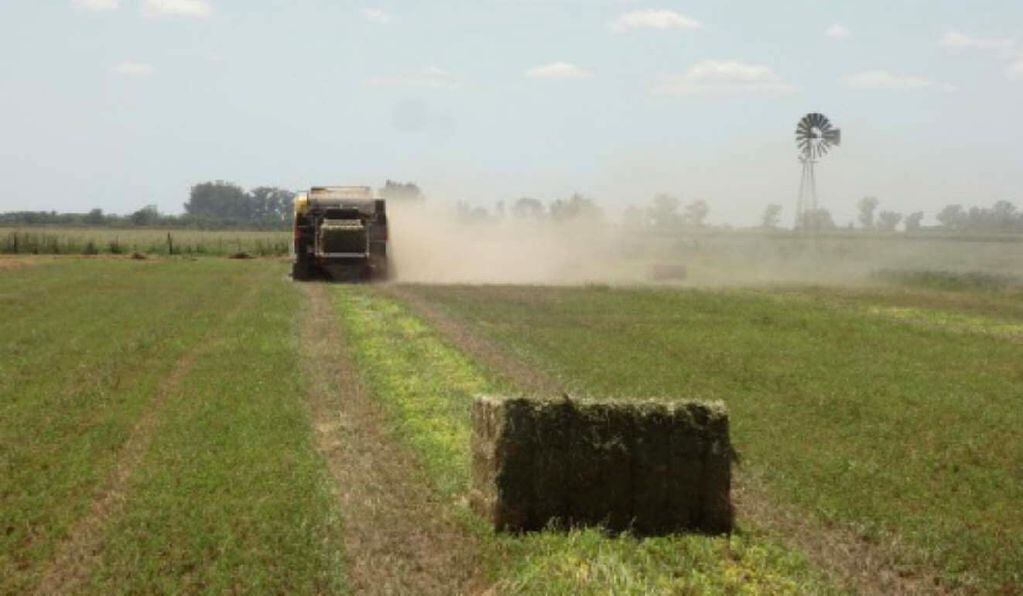 Argentina lidera la producción de semillas forrajeras 