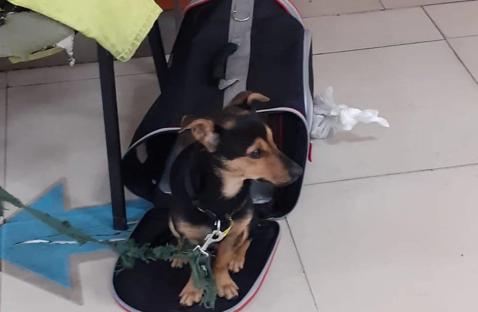 Coco, el perro varado en Ezeiza por tener una vacuna vencida.