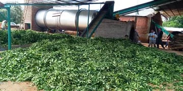 Fracrán: comenzó a funcionar en la Cooperativa Agropecuaria  un nuevo secadero de yerba mate