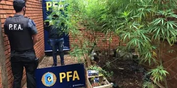 La policia encontró plantas de marihuana en un domicilio
