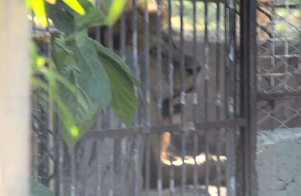 Piden el rescate de los animales y su traslado a su hábitat natural.