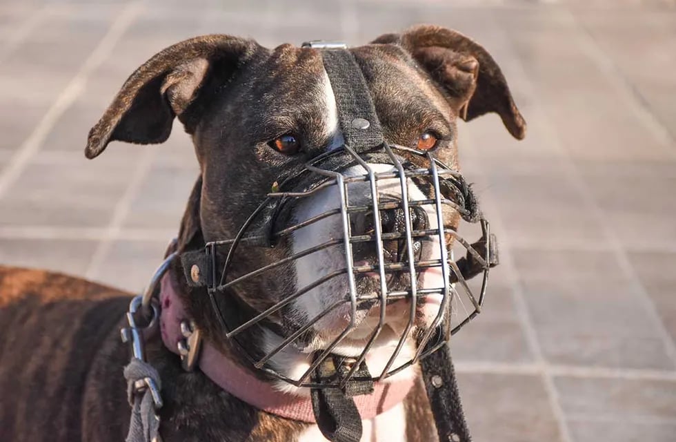 Los dueños de perros peligrosos tienen hasta junio de 2024 para castrar a su animal.