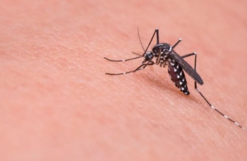 Invasión de mosquitos: ¿hasta cuándo estarán en el AMBA?