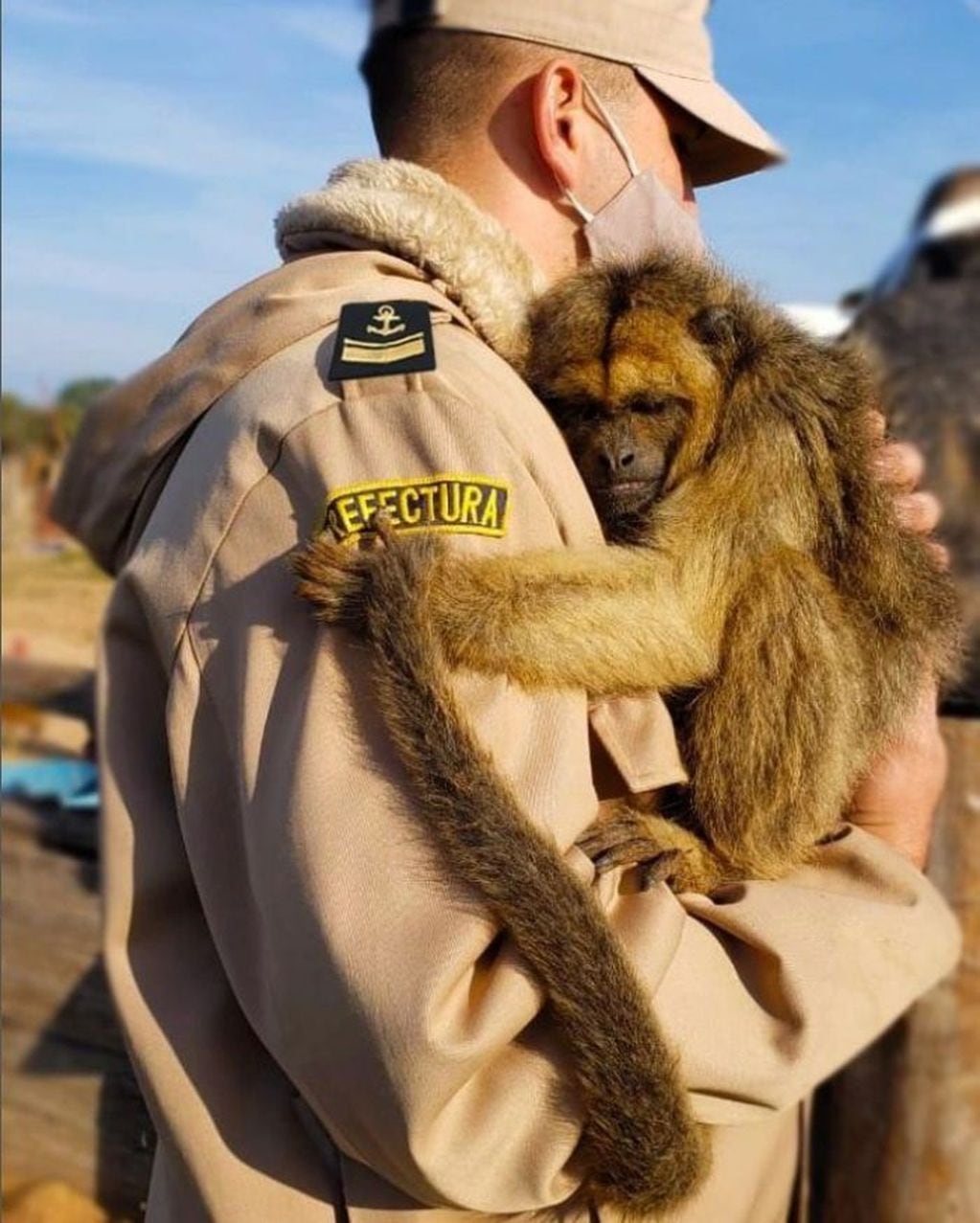 El emotivo abrazo que le dio un mono a un cabo dePrefectura en la Reserva Natural Isla Las Damas