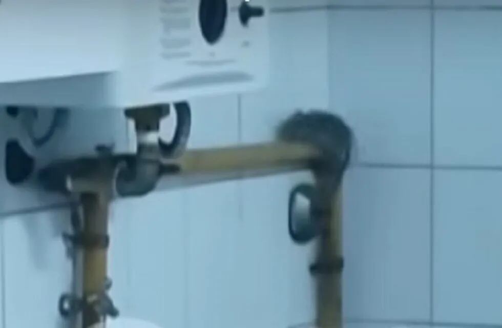 El roedor fue grabado en una cocina.
