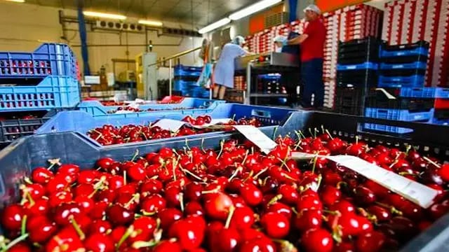 Se exportaron a China 190 tn de cerezas mendocinas