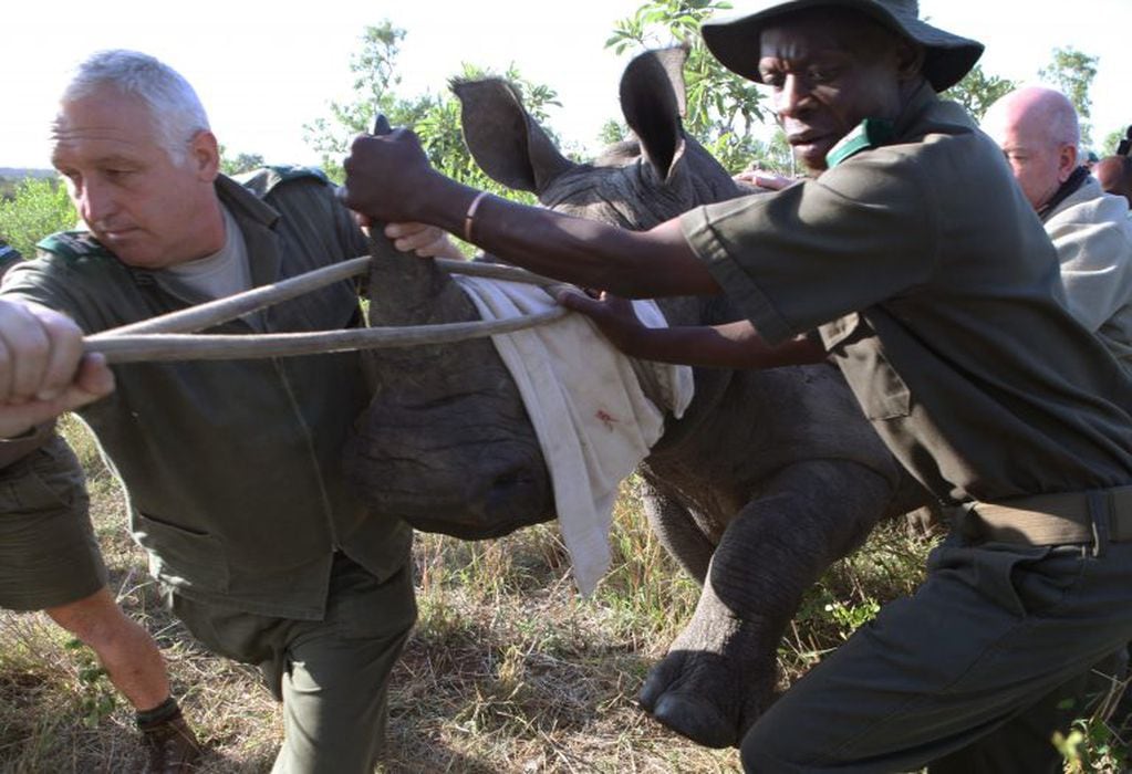 In this photo taken Thursday, Nov. 20, 2014, rangers pull a rhino to a metal cage near Skukuza, South Africa, for transport by truck to an area hopefully safe from poachers. Kruger National Park has conducted about 45 such captures since last month, as part of a plan to create a stronghold within the country's flagship reserve where rhinos will get extra protection from poachers, many of whom cross from neighboring Mozambique and are slaughtering the animals in increasing numbers. (AP Photo/Denis Farrell) mozambique  guardaparques ayuda a un rinoceronte traslado en un camion a un area de proteccion ayudan a los animales a escapar de los cazadores furtivos
