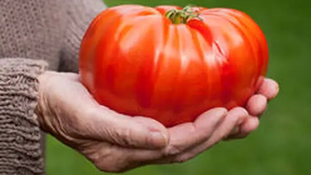 Cosechan tomate gigante en Entre Ríos