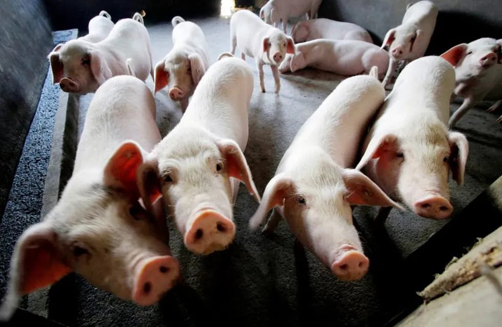 Granja de cerdos en Changzhou, China. Crédito: AP Photo/Eugene Hoshiko/ARCHIVO.