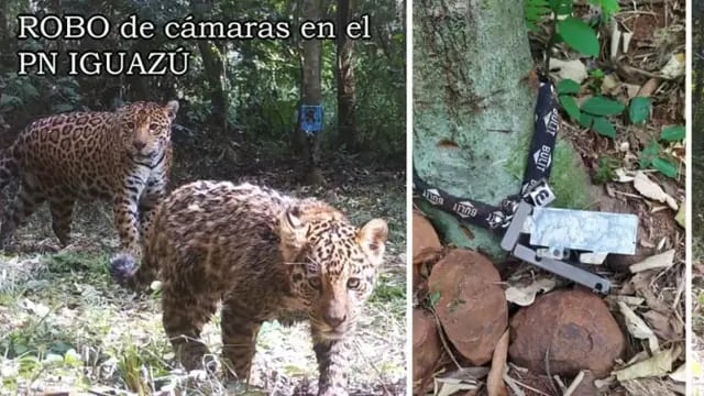 Robaron cámaras trampas del Parque Nacional Iguazú