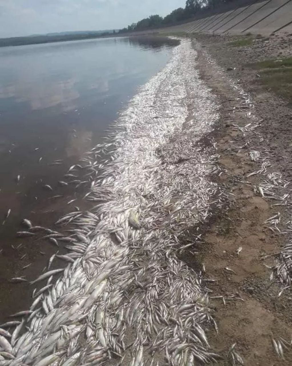 Las redes sociales se inundaron con fotos de la cantidad de peces muertos en Cruz del Eje.