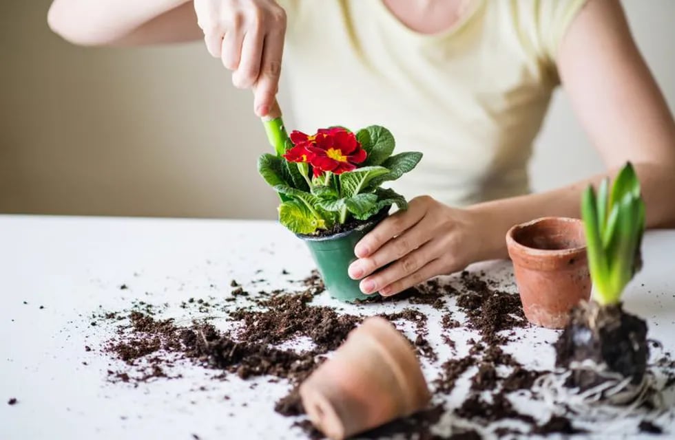 Unrecognizable young woman planting flower seedlings at home.