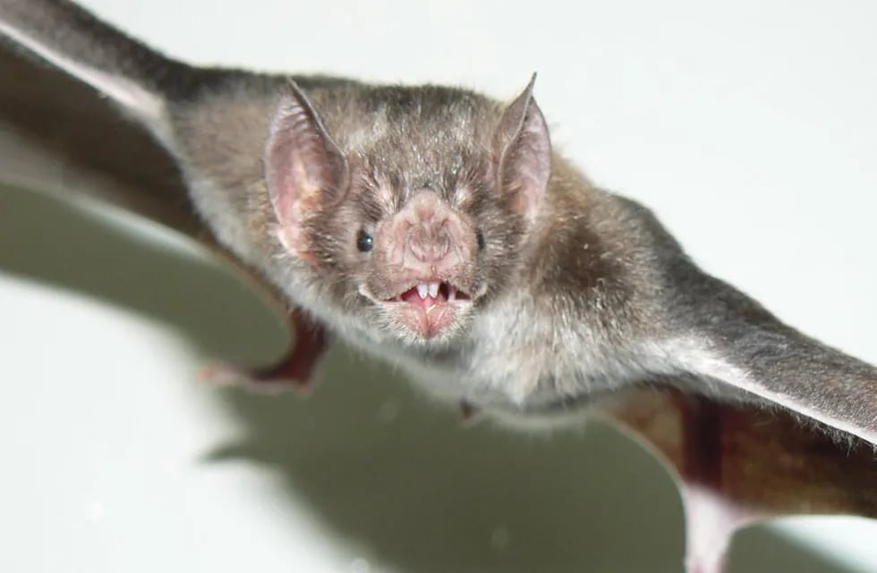 Una especie de murciélago transmite la rabia.