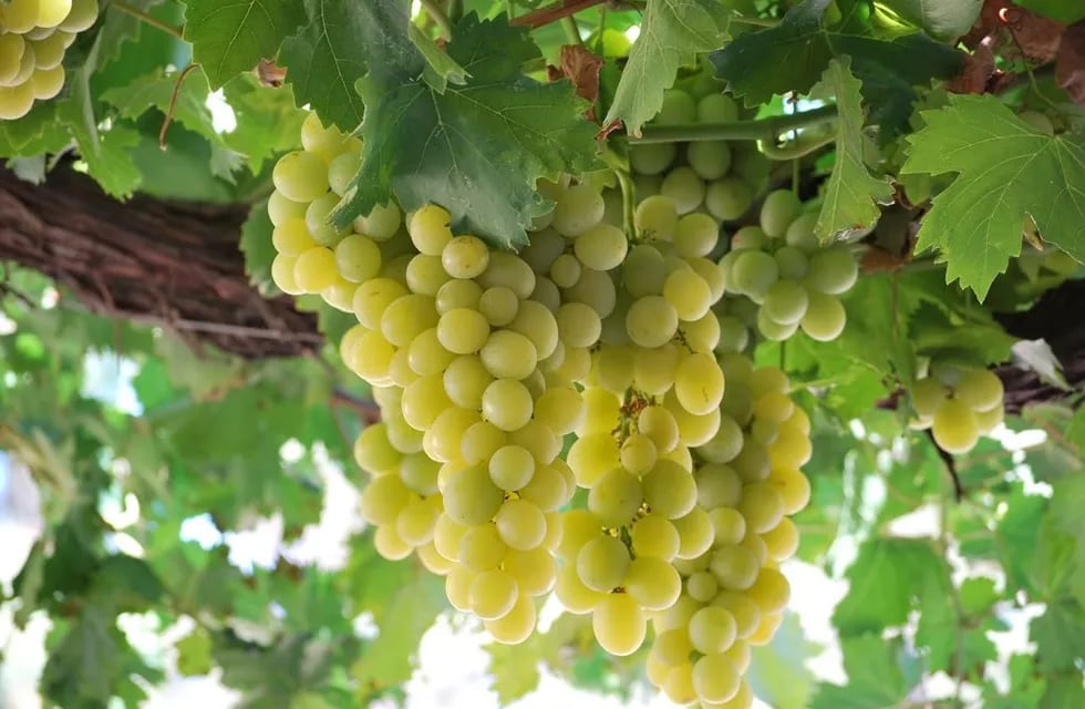 El Verdelho es la nueva variedad "exótica" originaria de Portugal, de la isla de Madeira. Fue incorporada a la lista de uvas autorizadas para elaborar vinos de calidad superior. Gentileza