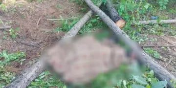 San Ignacio: trabajador rural falleció aplastado por un árbol