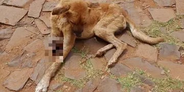 Puerto Iguazú: pedido de colaboración para Titán, un perro que perdió una pata