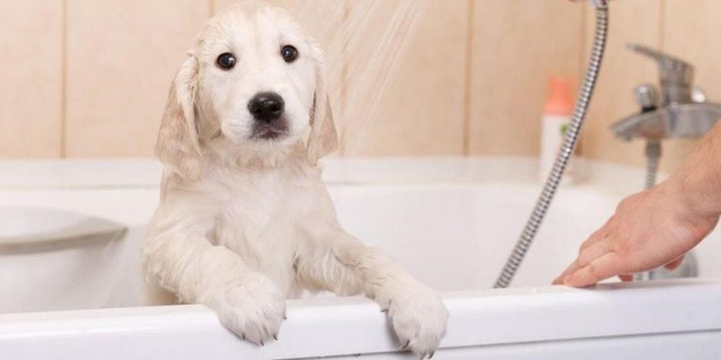 Bañar e higienizar a las mascotas