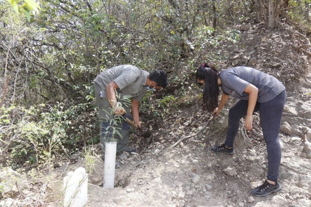 Forestación en Carlos Paz: se plantaron 20 ejemplares en el Cerro de la Cruz