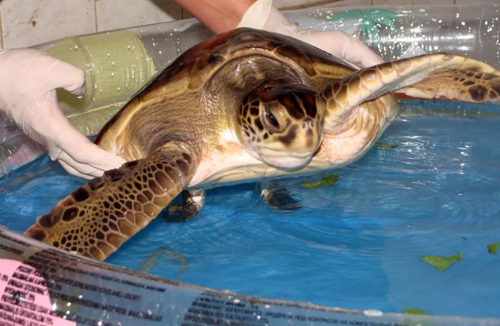 Abandonaron una tortuga marina en las puertas del zoo de La Plata