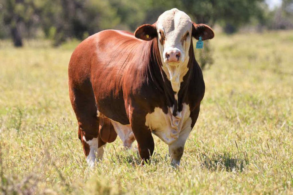 REPRODUCTORES. La raza Braford se destaca por su rusticidad y producción de carne.