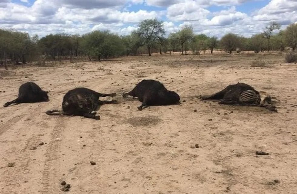 Vacas muriendo de sed