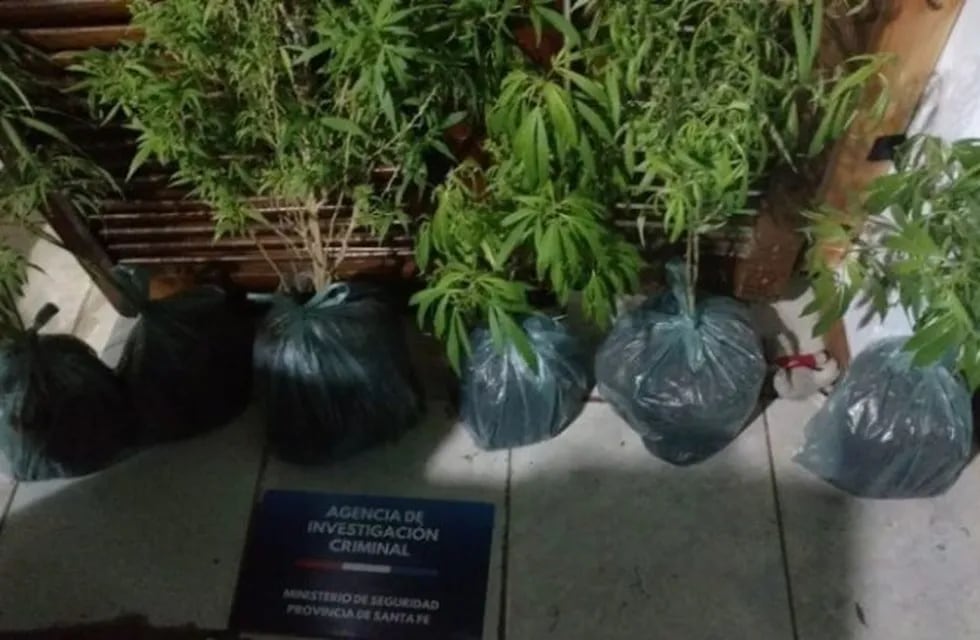 Secuestro de plantas de marihuana en allanamiento por crimen de Trasante (AIC)