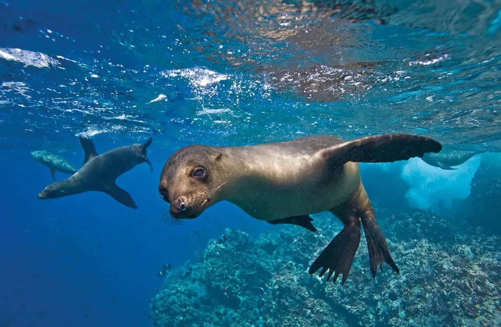 Una mujer se encontró la mejor sorpresa nadando en Chubut.