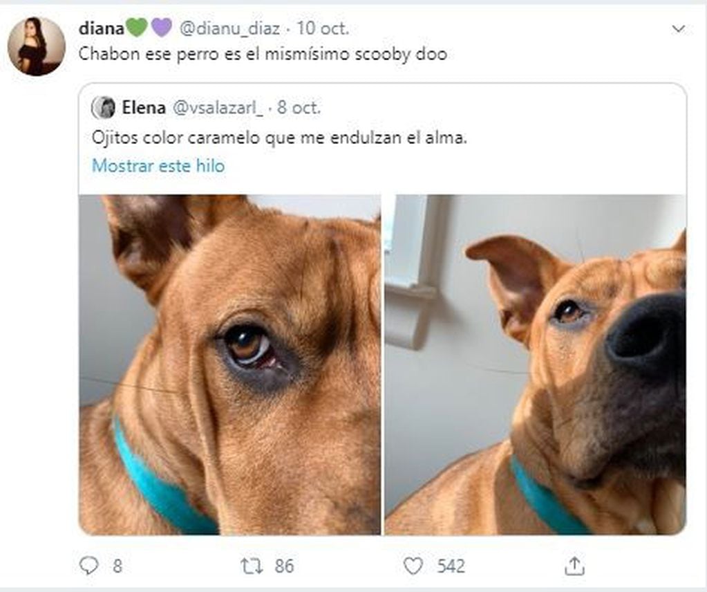 Furor en Twitter por un perro que es idéntico a Scooby-Doo (Foto: Captura de Twitter)