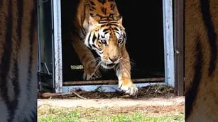 Liberaron a los tigres de San Luis en Sudáfrica