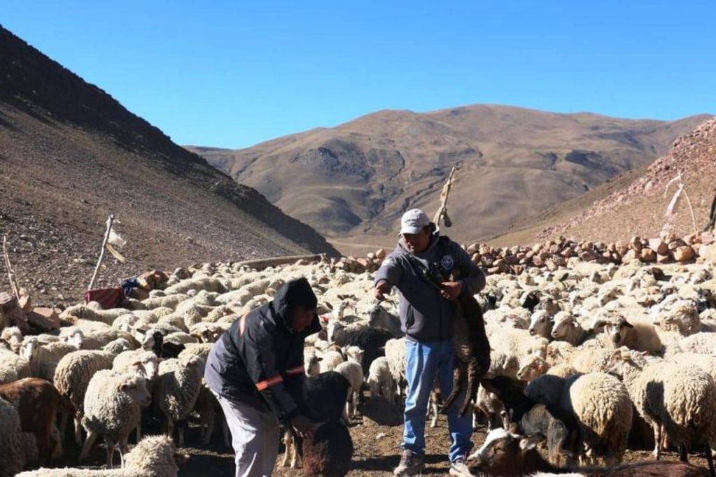 La majada de ovejas de la familia Salas, entre las montañas en Puesto de Alonso.