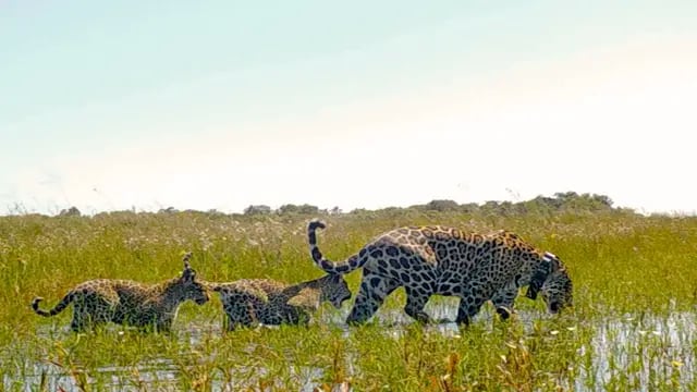 Rewilding Argentina yaguaretés