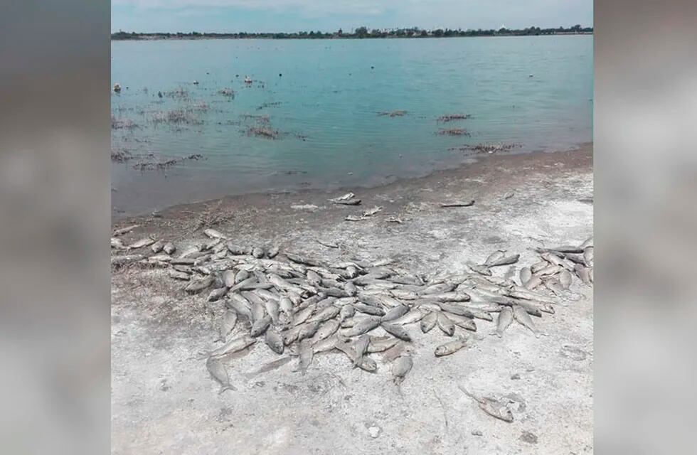 Cientos de carpas aparecieron muertas a la orilla del cuenco norte de la Laguna Don Tomás (El Diario)