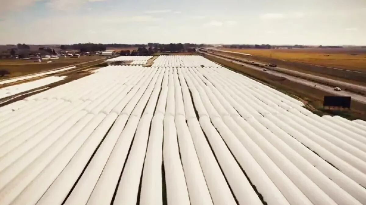 El Gobierno apunta a que desde el campo se liquiden las silobolsas.