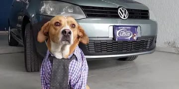 La historia detrás de la agencia de autos mendocina que es "atendida por perros": “Nuestro sueño es crear un refugio”