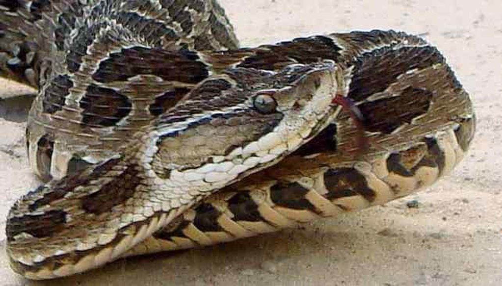 La yarará es la serpiente más grande del país.