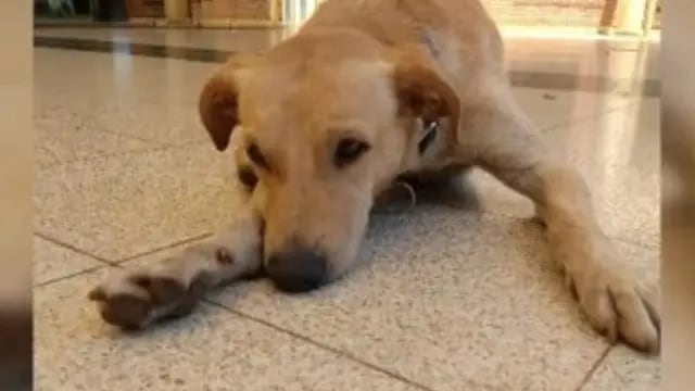 Su dueño llegó al Hospital, falleció y él lo espera fuera: la historia del perro que conmueve las redes misioneras