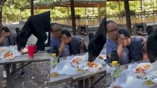 Un oso asustó a una familia mientras almorzaba