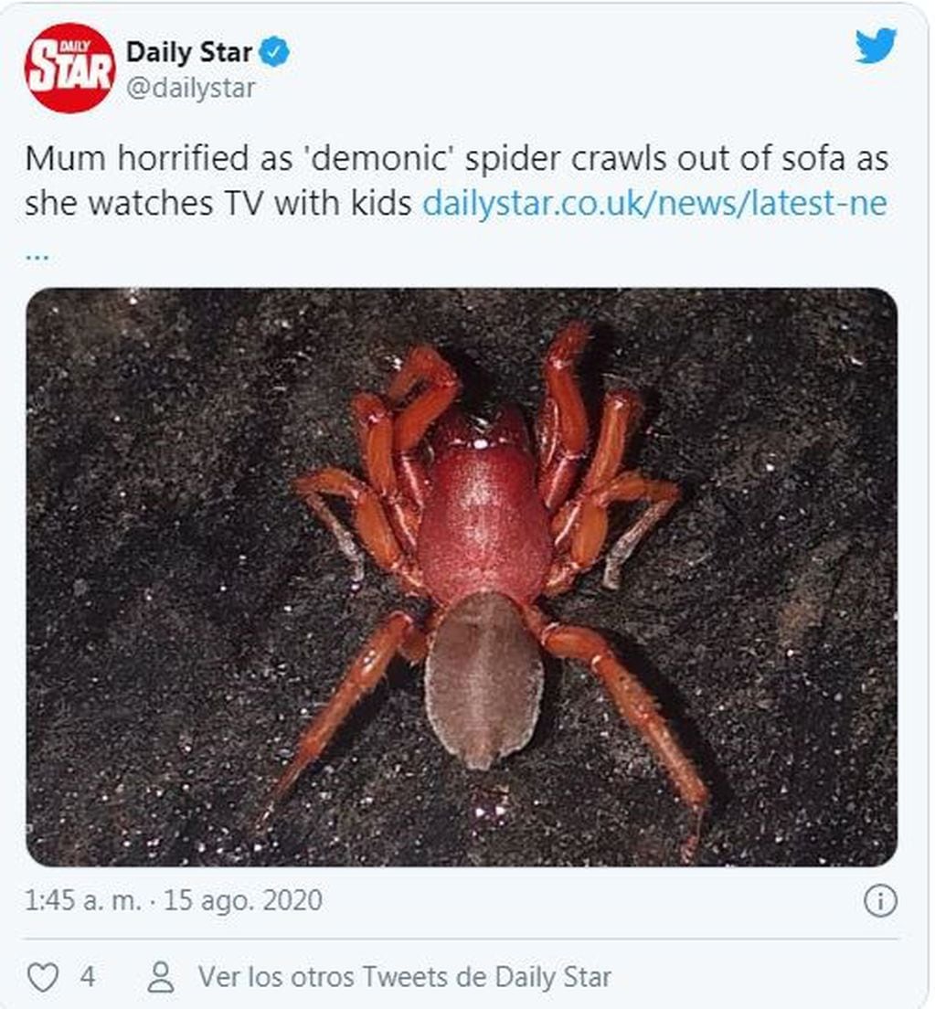 Familia se volvió viral por la aparición de una araña