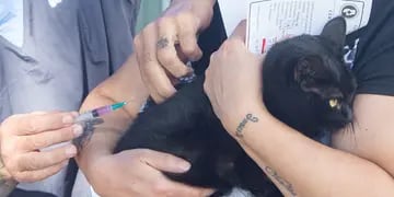 Operativo gratuito de vacunación para mascotas en Maipú