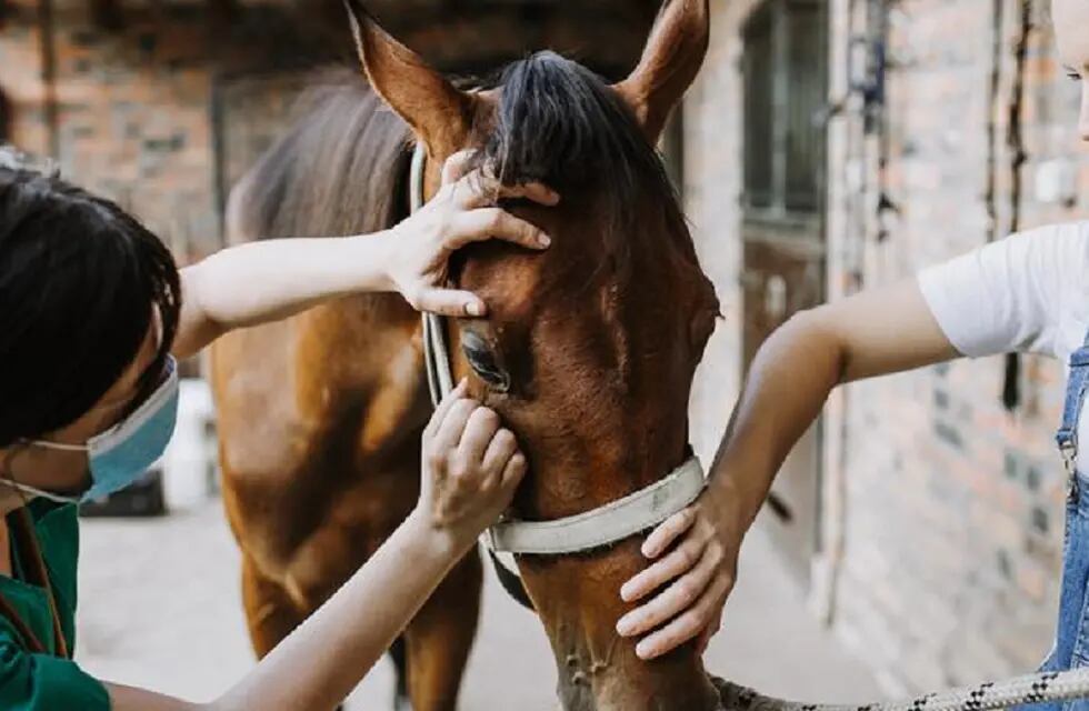 La encefalitis equina es una enfermedad vírica extremadamente grave que afecta a los caballos y, también, al ser humano. - Imagen ilustrativa / Web