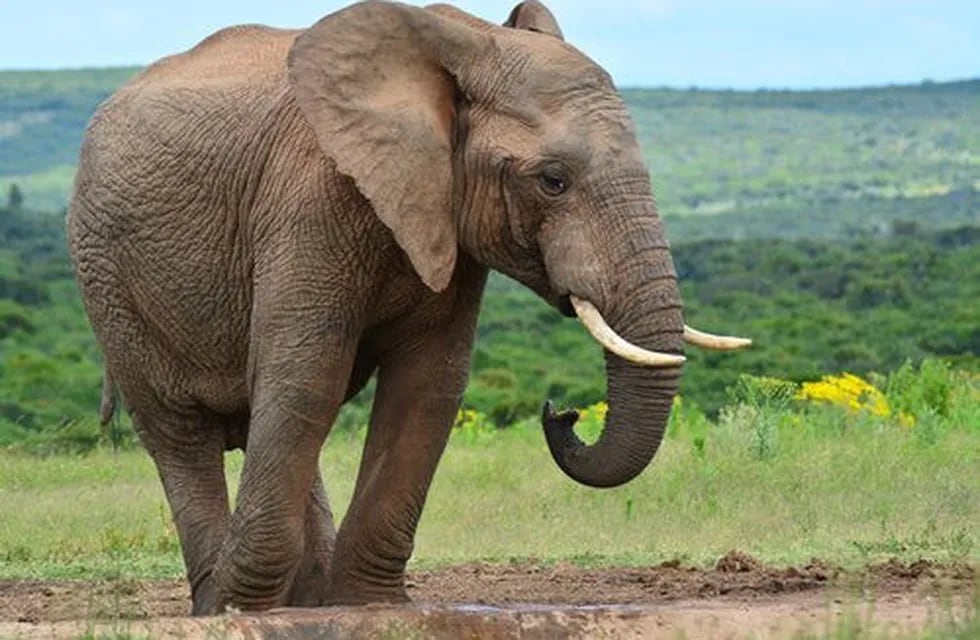 Mataron a un elefante en peligro de extinción de 70 tiros