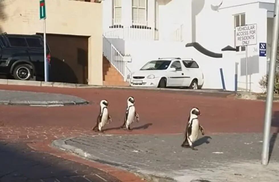 Pingüinos en Sudáfrica.