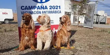 Avanza la campaña de vacunación antirrábica en la ciudad de Salta