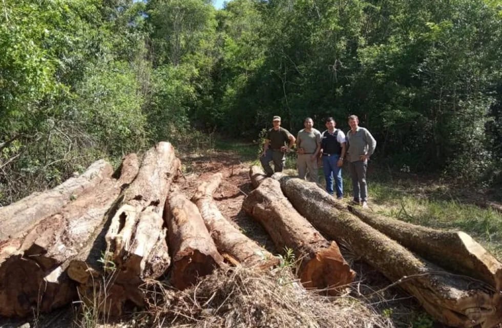 Secuestro de madera nativa en Santo Pipó.