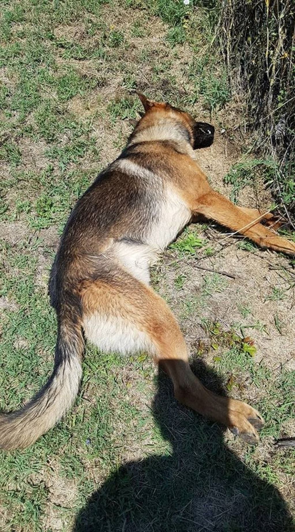 "Kaos", el perro héroe de Italia, murió envenenado. Foto: Facebook/Fabiano Etorre