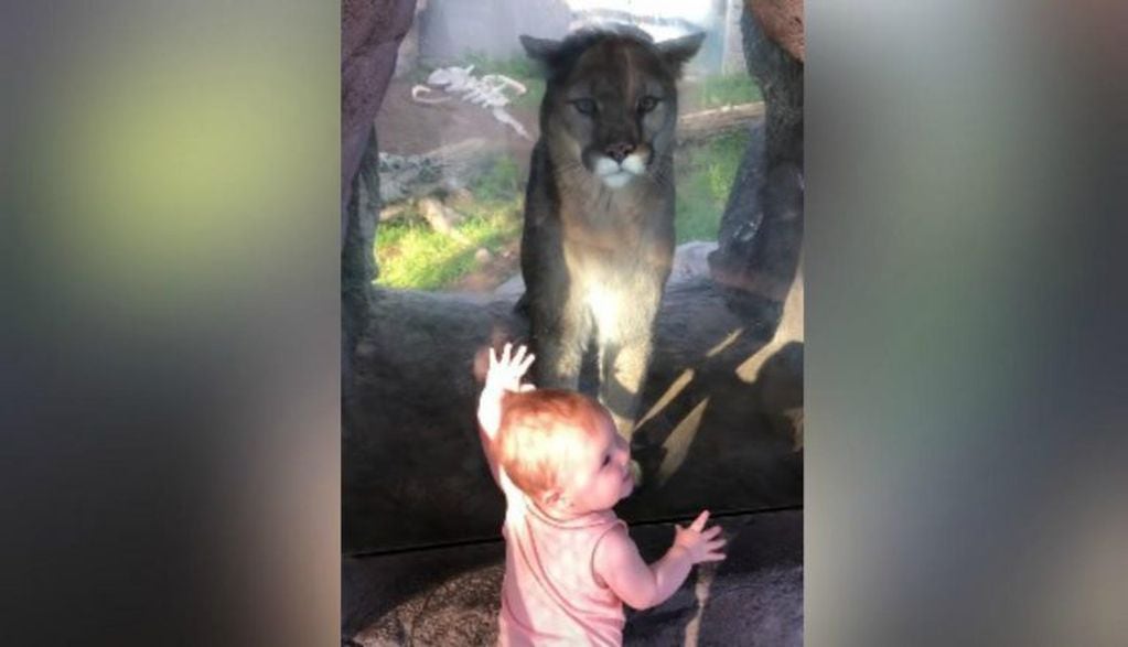 La tierna reacción de una beba de 10 meses al encontrarse cara a cara con un puma en San Diego.