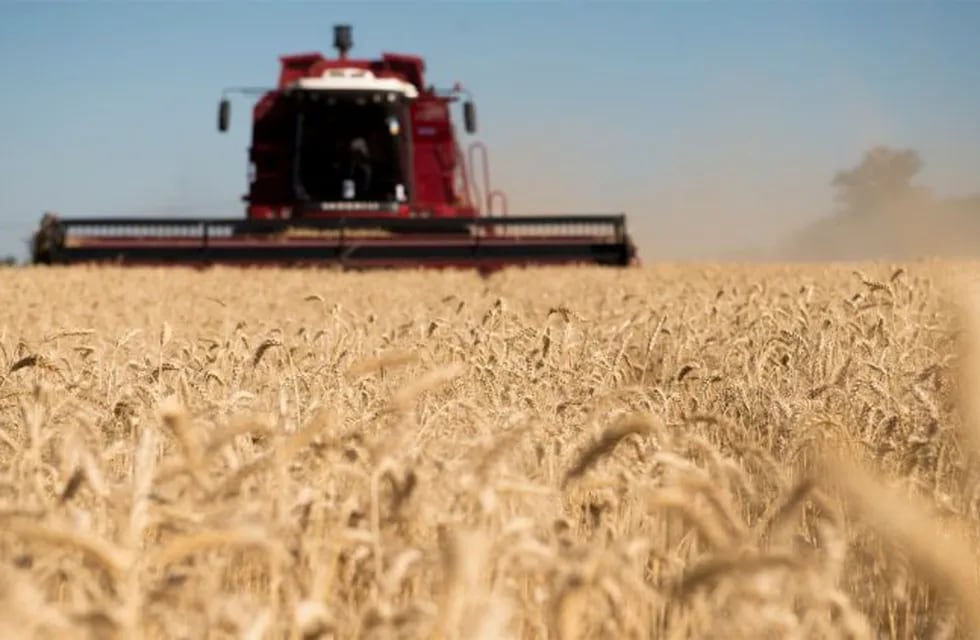 Esperan producir 400.000 hectáreas con trigo en la campaña 2019/20 en Entre Ríos