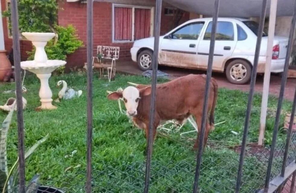 Eldorado: conflicto vecinal por la presencia de un ternero atado en el patio de una casa.